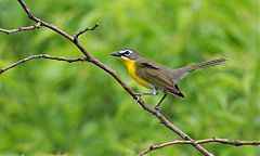 Yellow-breasted Chat